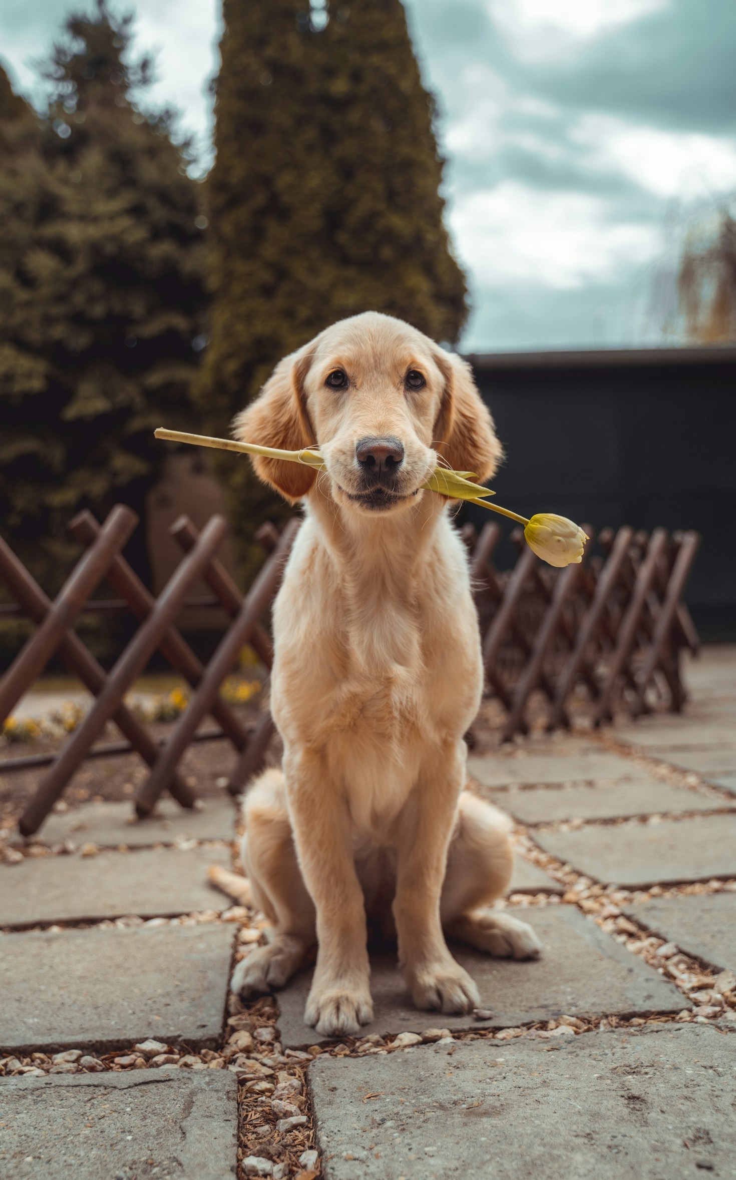 Kedi ve Köpek Dostlarınıza Mutluluk Getirmenin Yolları
