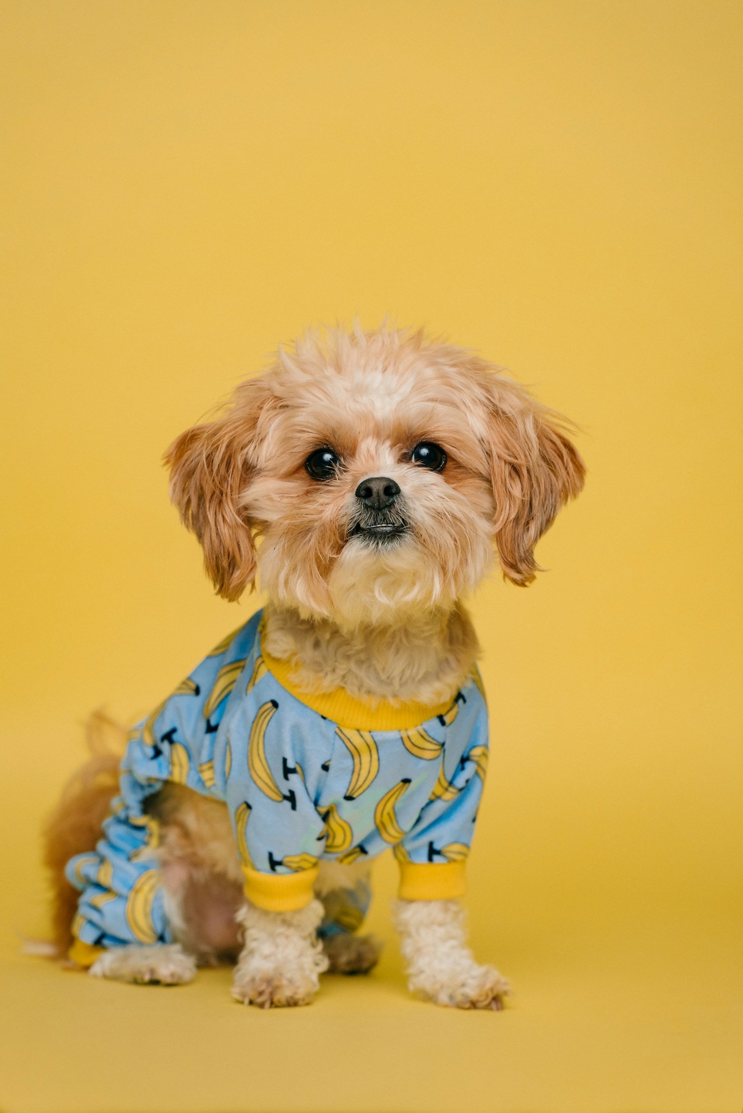 CheerfulPaws ile Evcil Dostlarınız İçin Güvenli Alışveriş